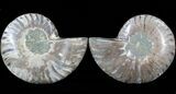 Sliced Fossil Ammonite Pair - Agatized #39574-1
